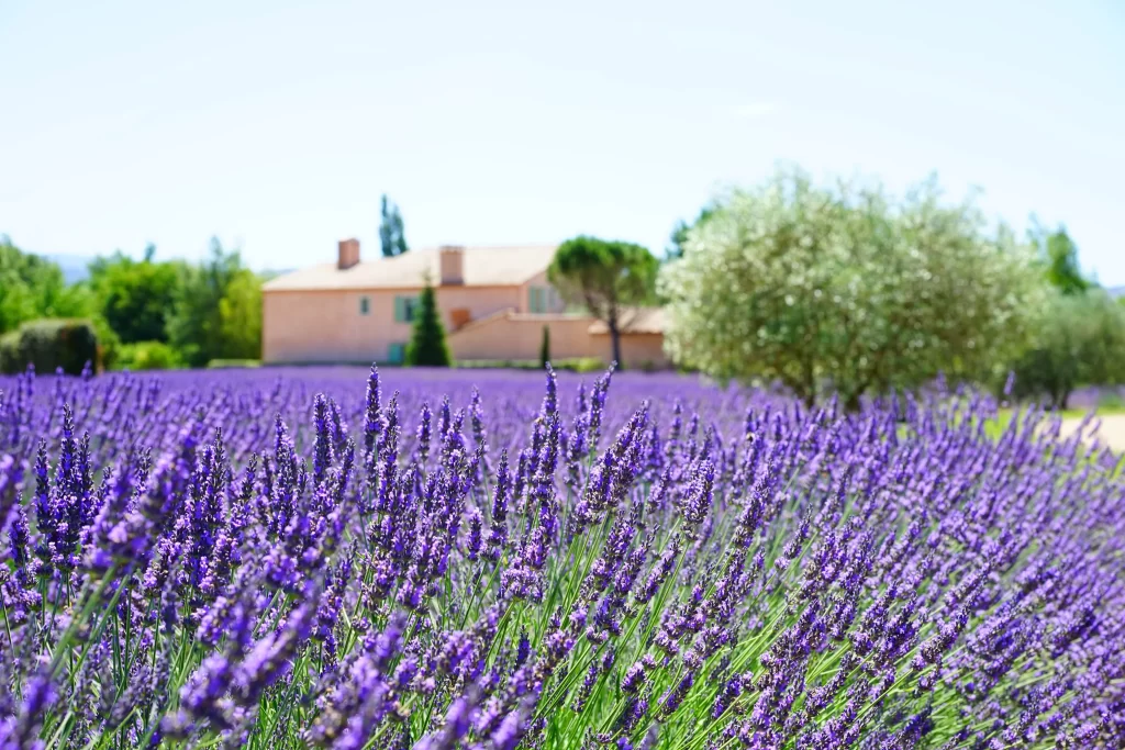 Purple Lavender Field Blooms gray Greenery