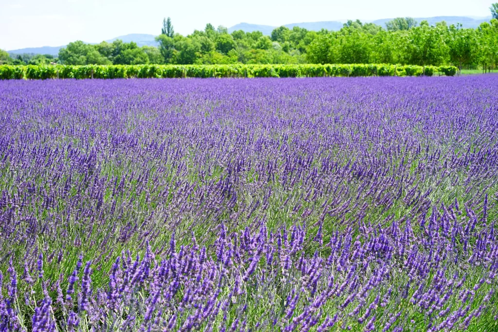 Purple Lavender Field Blooming gray Greenery
