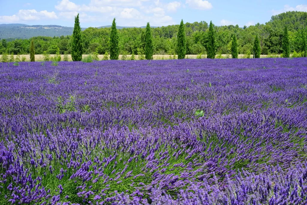 Purple Lavender Field Blooms Greenery Sky