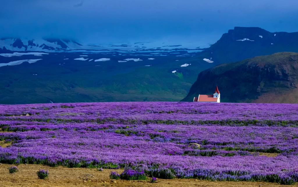 Purple Lavender Field Blooming Church Mountains