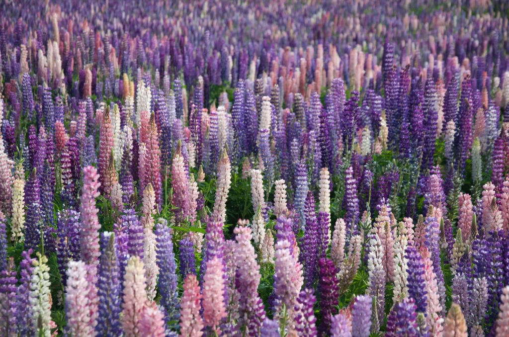 Purple Lavender Field Blooming gray Flowers