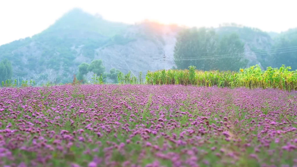 Purple Lavender Field Blooming Flowers gray Greenery