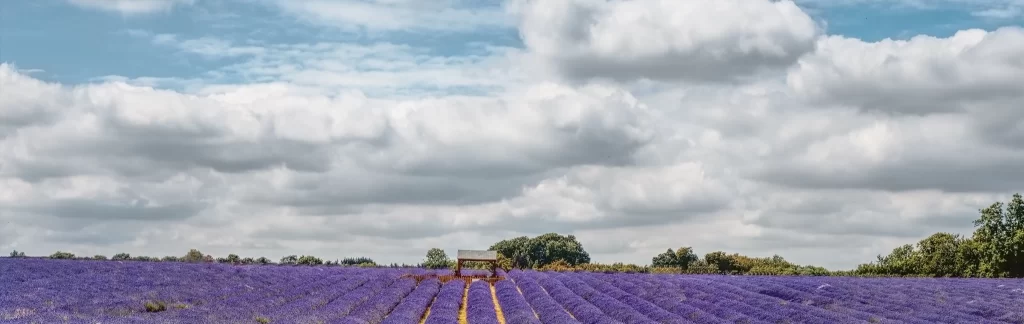 Purple Lavender Field Blooms Sky gray Clouds