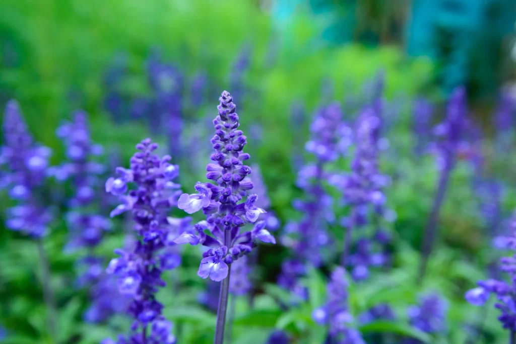 Purple Lavender Spike Petals Greenery