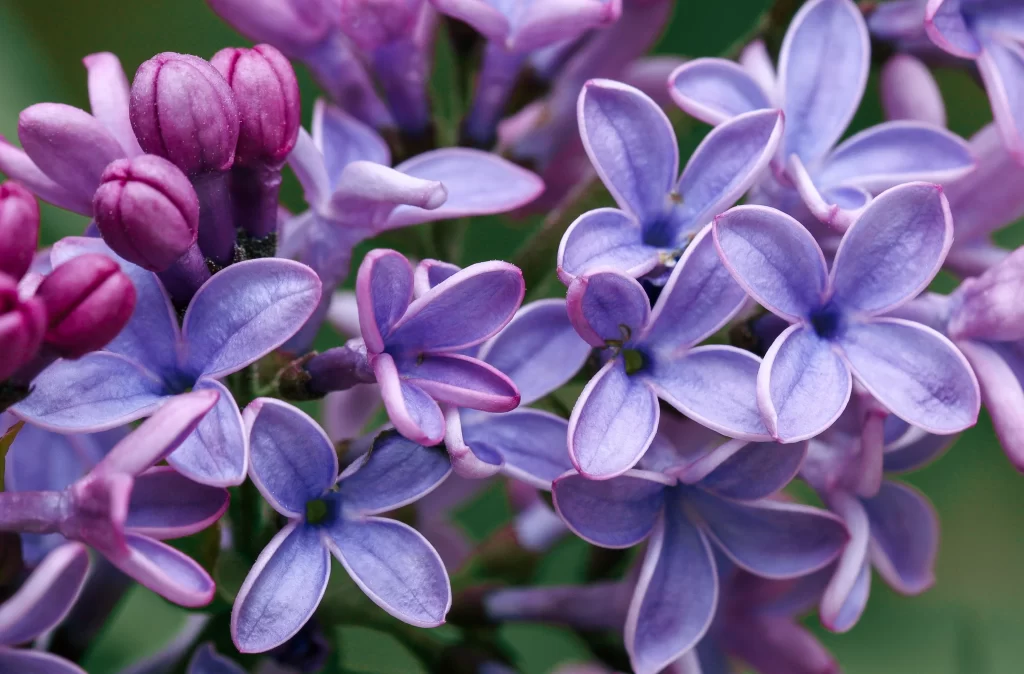 Purple Lilac Bloom Petals Fragrance Green