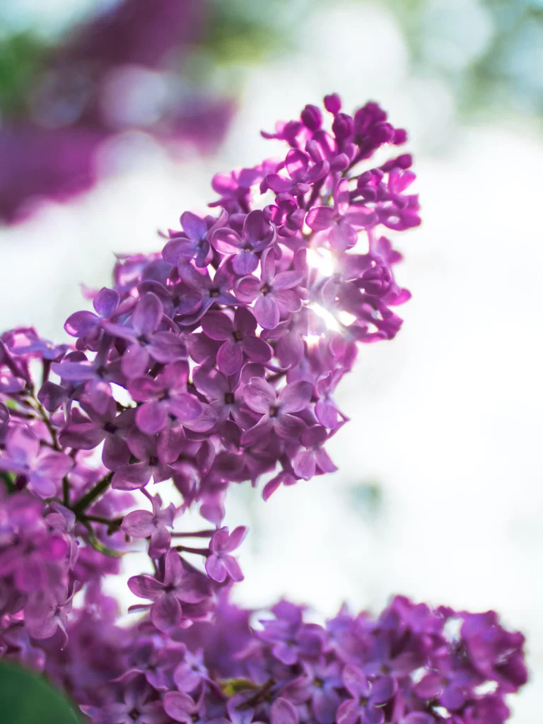 Purple Lilac Bloom Petals Cluster Sunlight