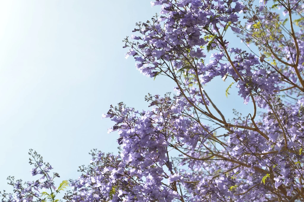 Purple Lilac Bloom Petals Branches Sky