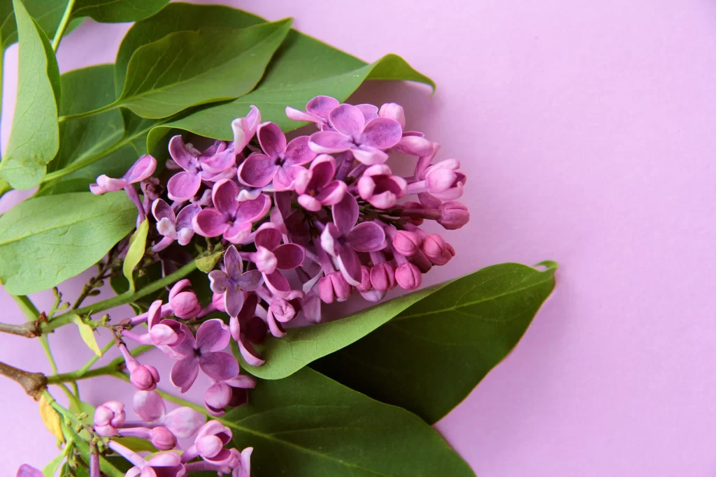 Purple Lilac Bloom Petals Green gray Leaves