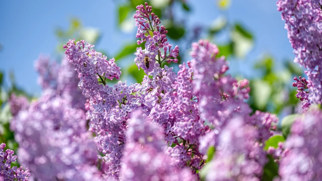 Purple Lilac Bloom Petals Cluster Bee