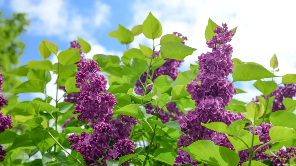 Purple Lilac Bloom Petals Green warm Leaves