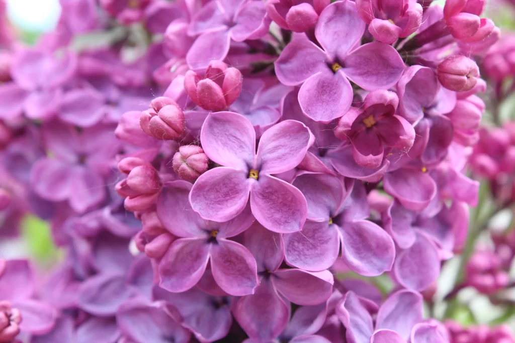 Purple Lilac Bloom Petals Cluster