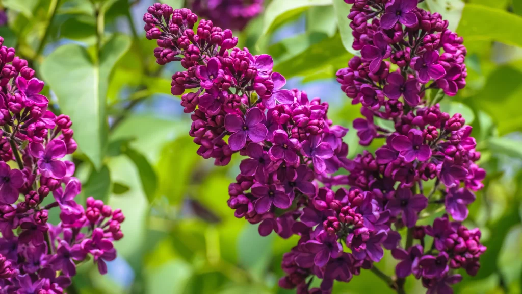 Purple Lilac Bloom Petals Cluster Green