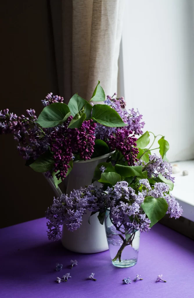 Purple Lilac Blooms Petals Green Leaves Vase