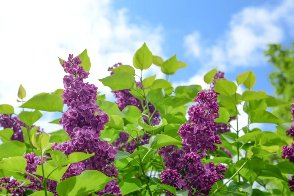 Purple Lilac Blooms Petals Green Leaves Blue Sky