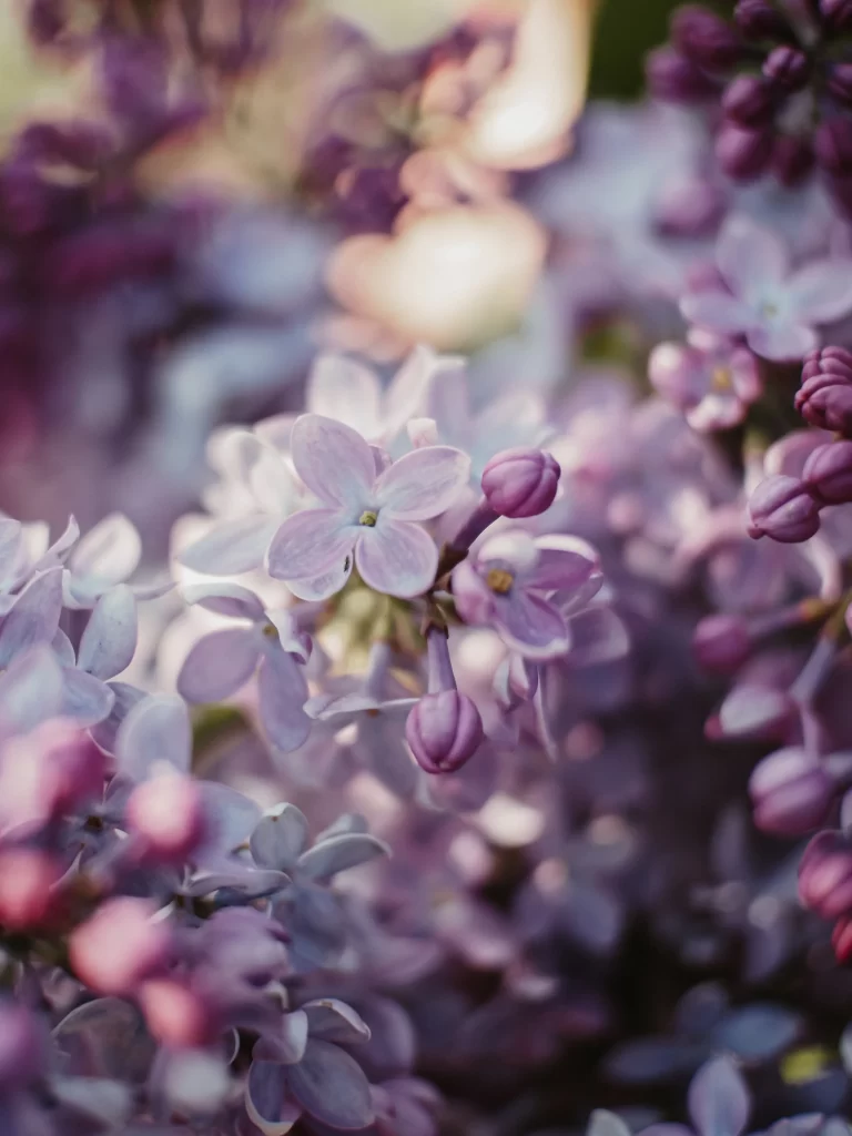 Purple Lilac Blossom Petals gray Bud