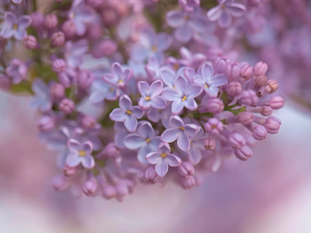 Purple Lilac Blossom Petals warm Bud