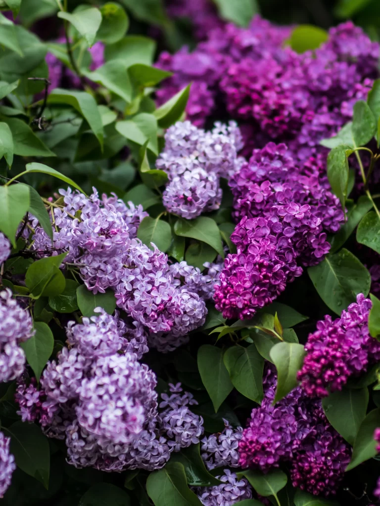 Purple Lilac Bush Petals Green Leaves