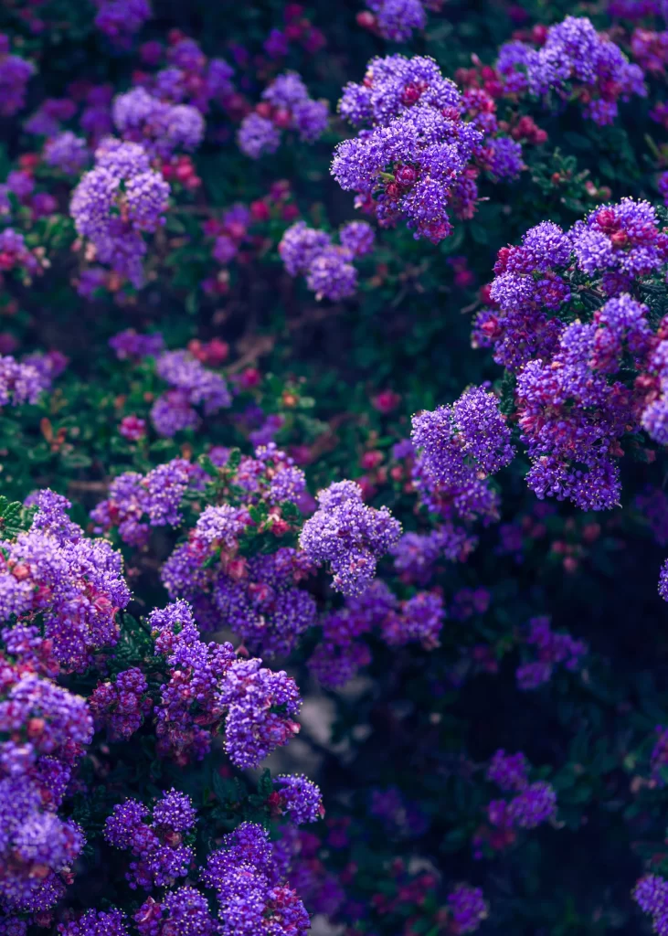 Purple Lilac Cluster Dense Blooms Green