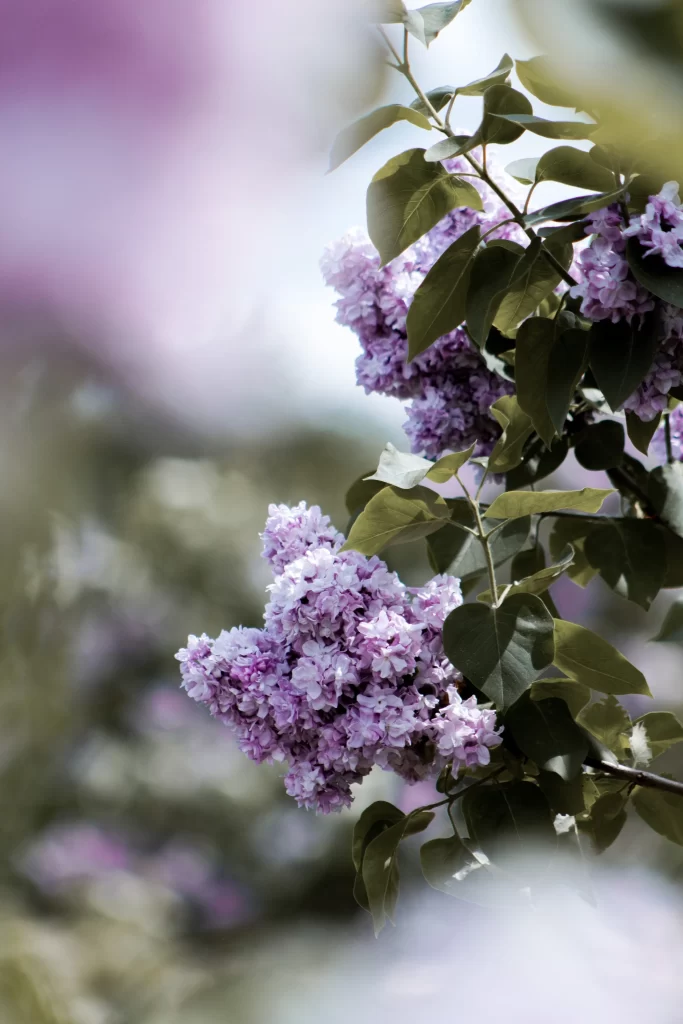 Purple Lilac Cluster Petals Green gray Leaves