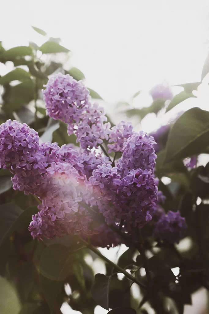 Purple Lilac Cluster Petals Green gray Leaves