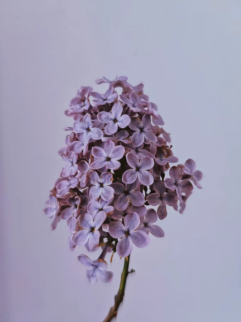 Purple Lilac Cluster Petals Soft