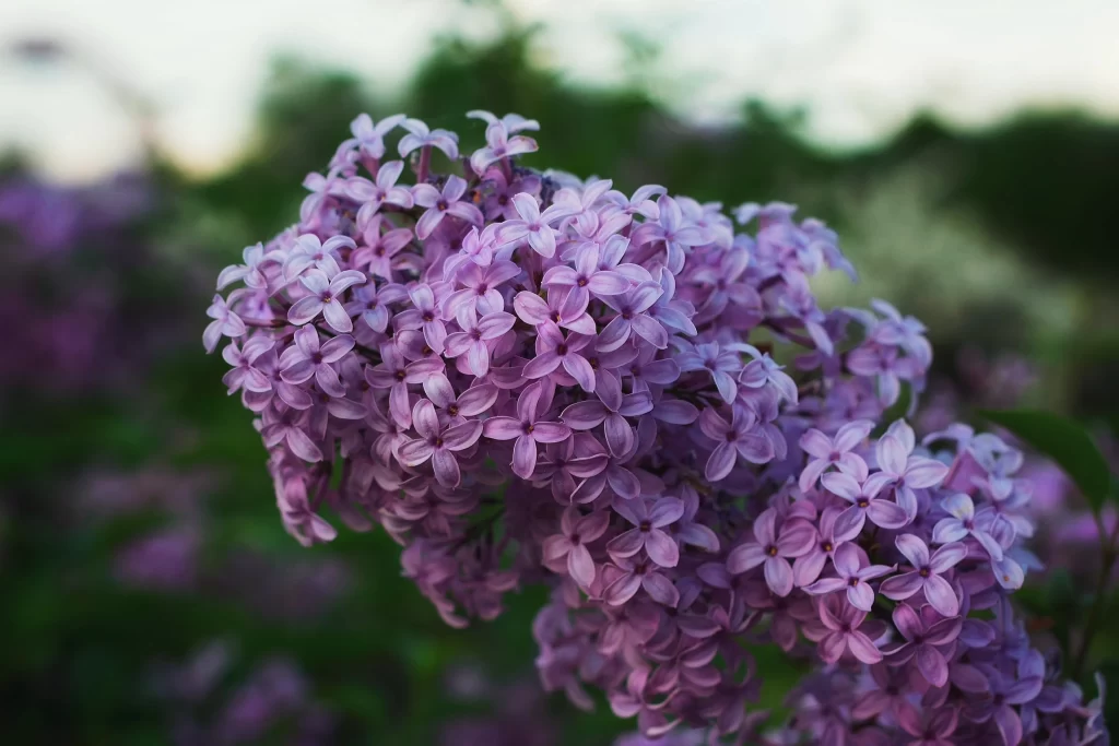 Purple Lilac Cluster Petals Dense