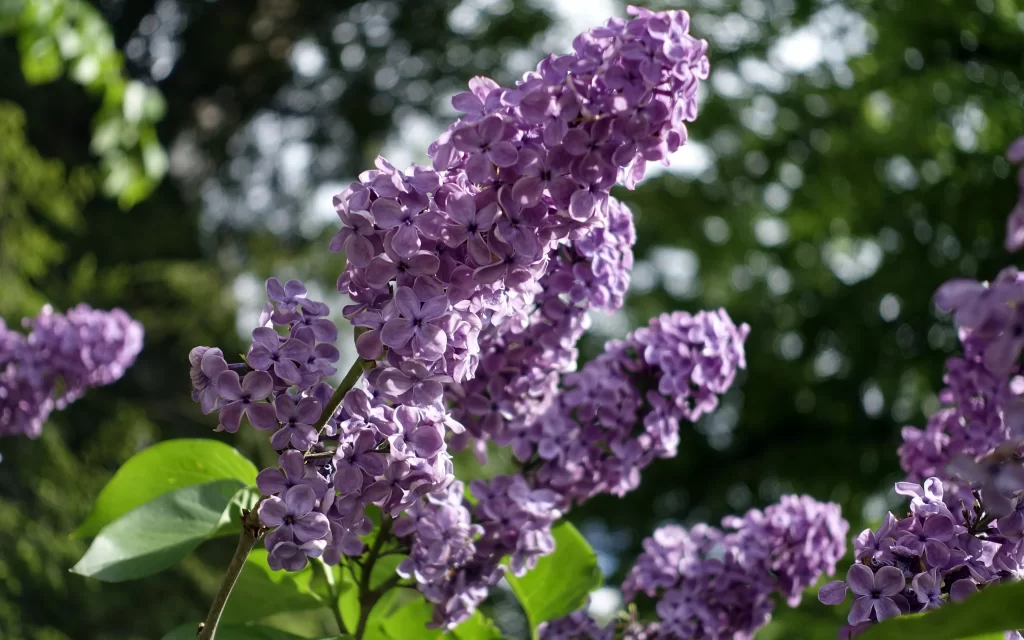 Purple Lilac Cluster Petals Green gray Leaves