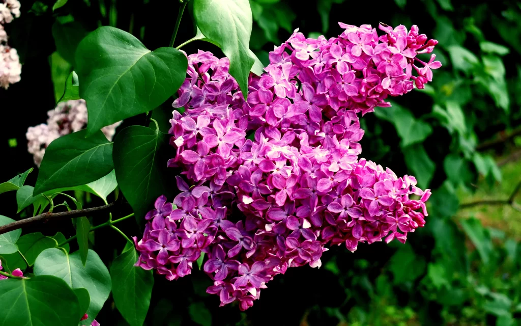 Purple Lilac Cluster Petals Green gray Leaves