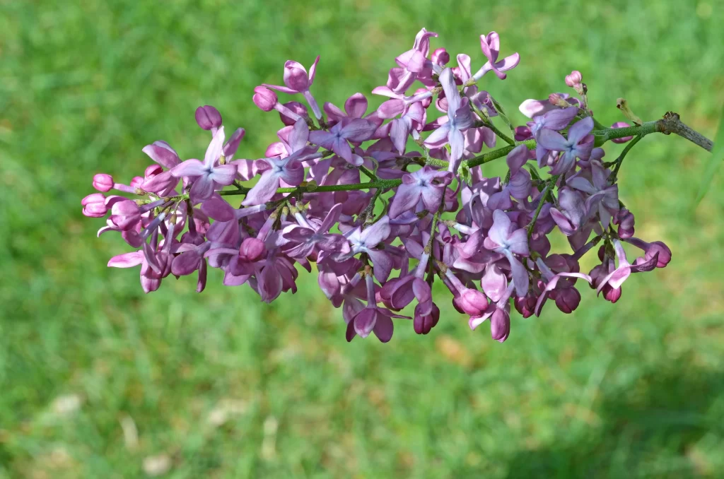 Purple Lilac Cluster Petals Green Background