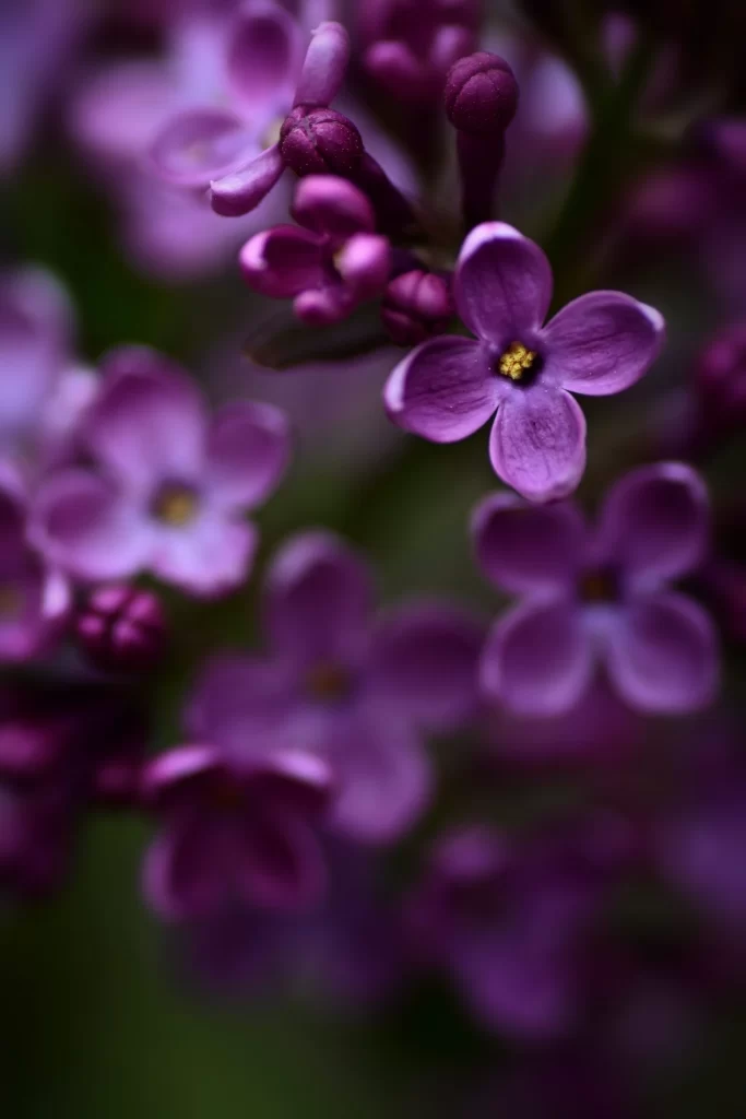 Purple Lilac Petals Bloom Soft Focus