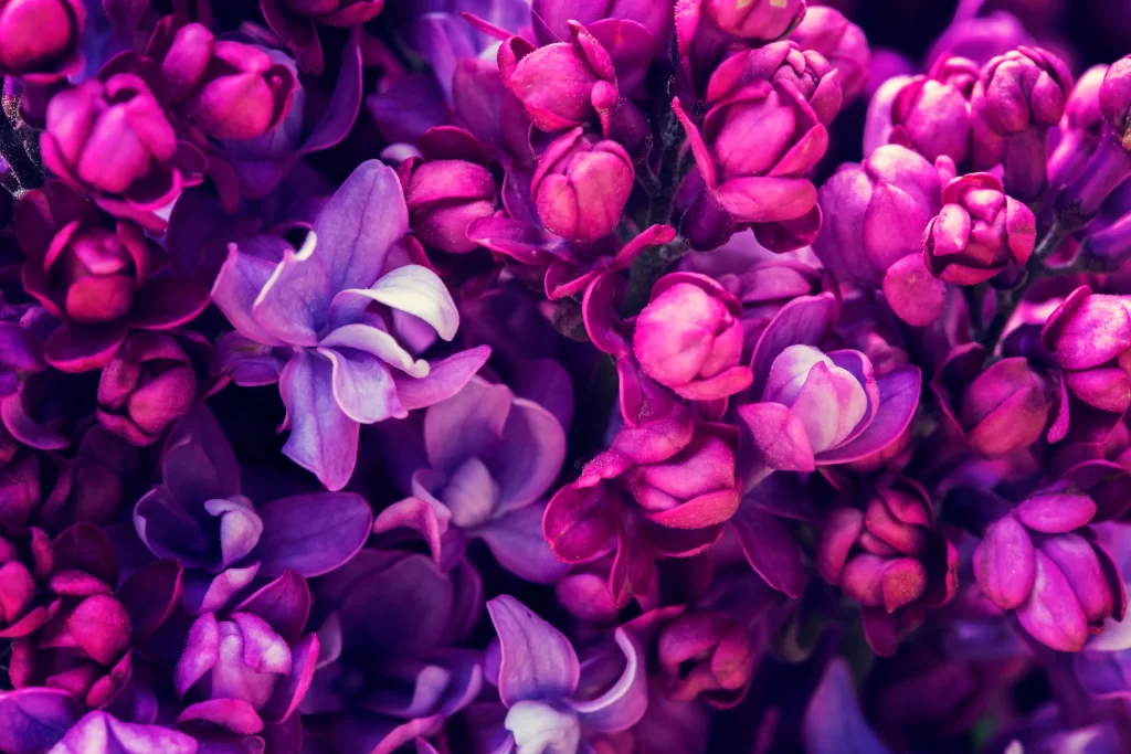 Purple Lilac Petals Blooms Dense Texture