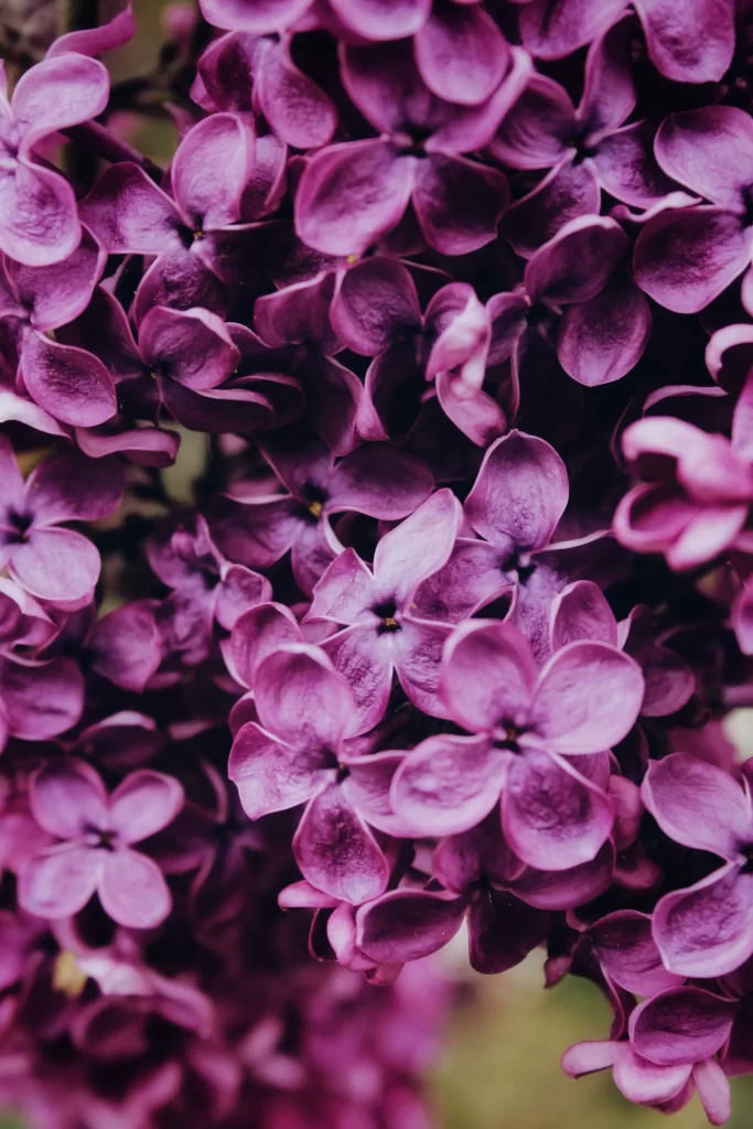 Purple Lilac Petals Dense Cluster