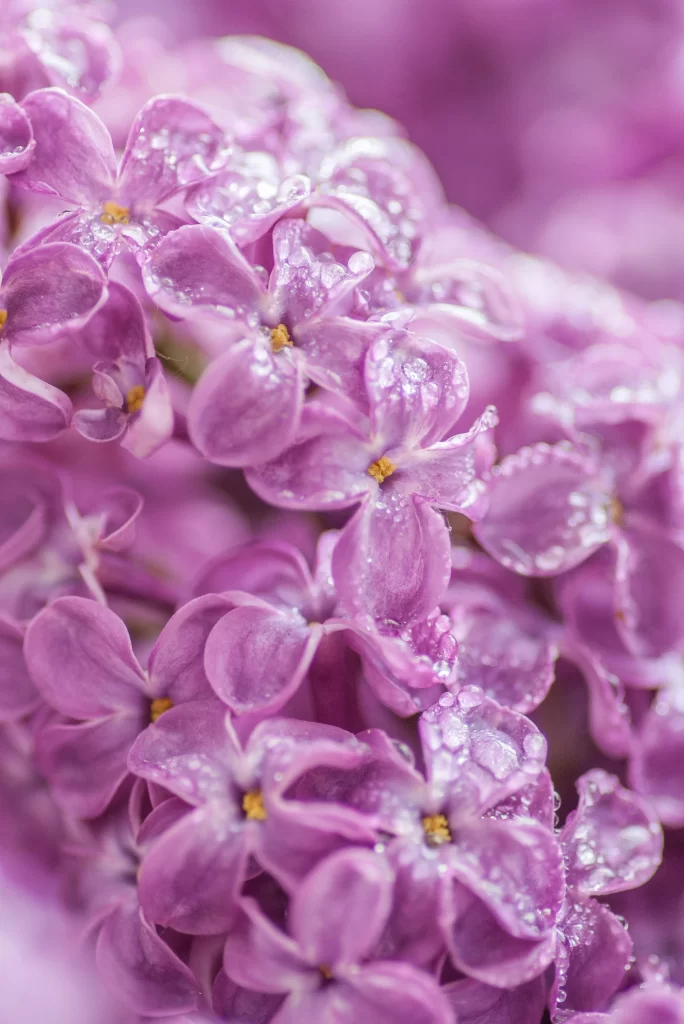 Purple Lilac Petals Dewdrops Delicate