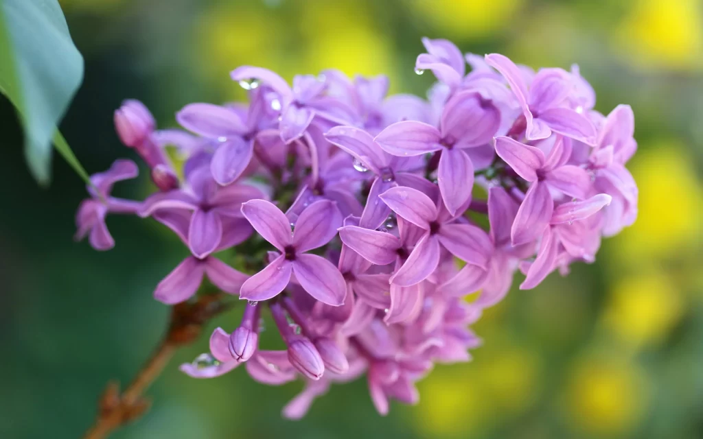 Purple Lilac Petals Dewdrops Green Yellow