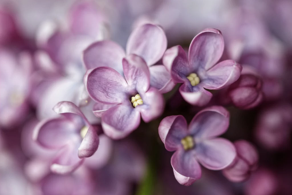 Purple Lilac Petals Soft Focus Delicate