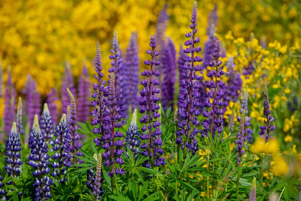 Purple Lupine Cluster Tall Green Yellow