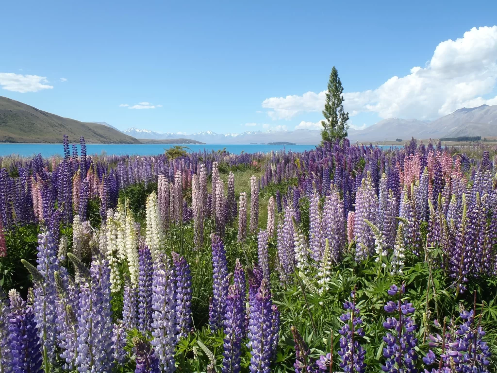 Purple Lupine Field Blooms Blue Sky