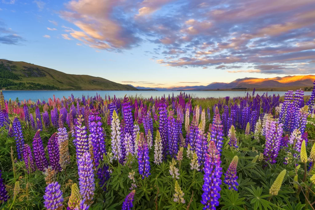 Purple Lupine Field Blooms Sunset Hills