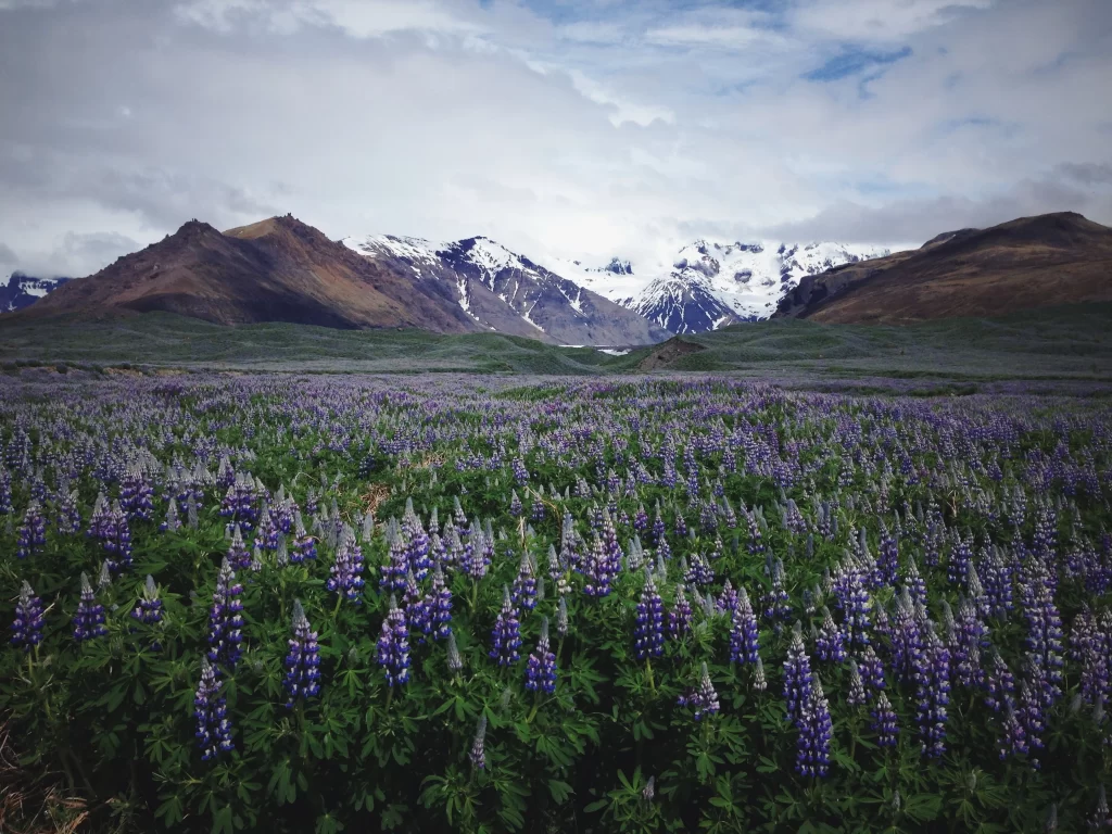 Purple Lupine Field Blooms Mountain Snow