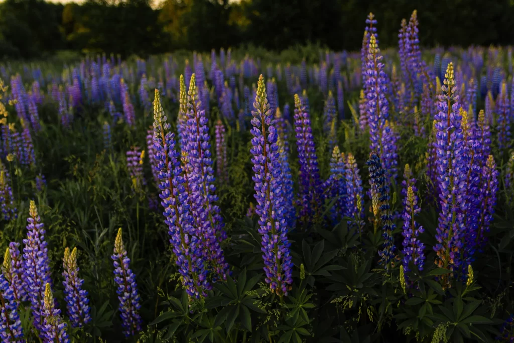 Purple Lupine Tall Blooms Green Leaves