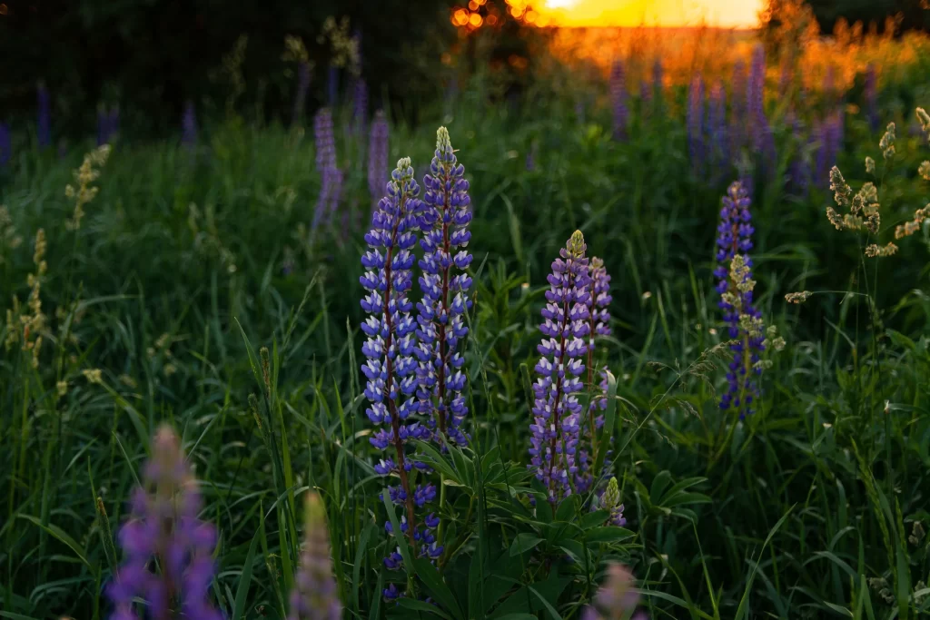 Purple Lupine Tall Blooms Sunset Field