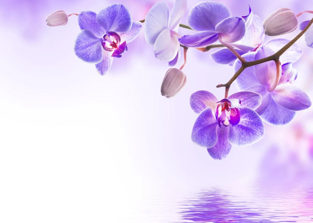 Purple Orchid Bloom Petals Water Reflection