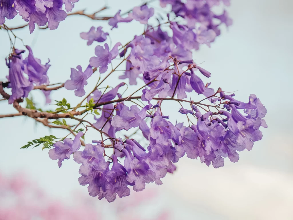 Purple Orchid Blooming Petals Branch