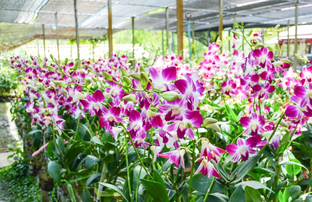 Purple Orchid Blooming Petals Greenery