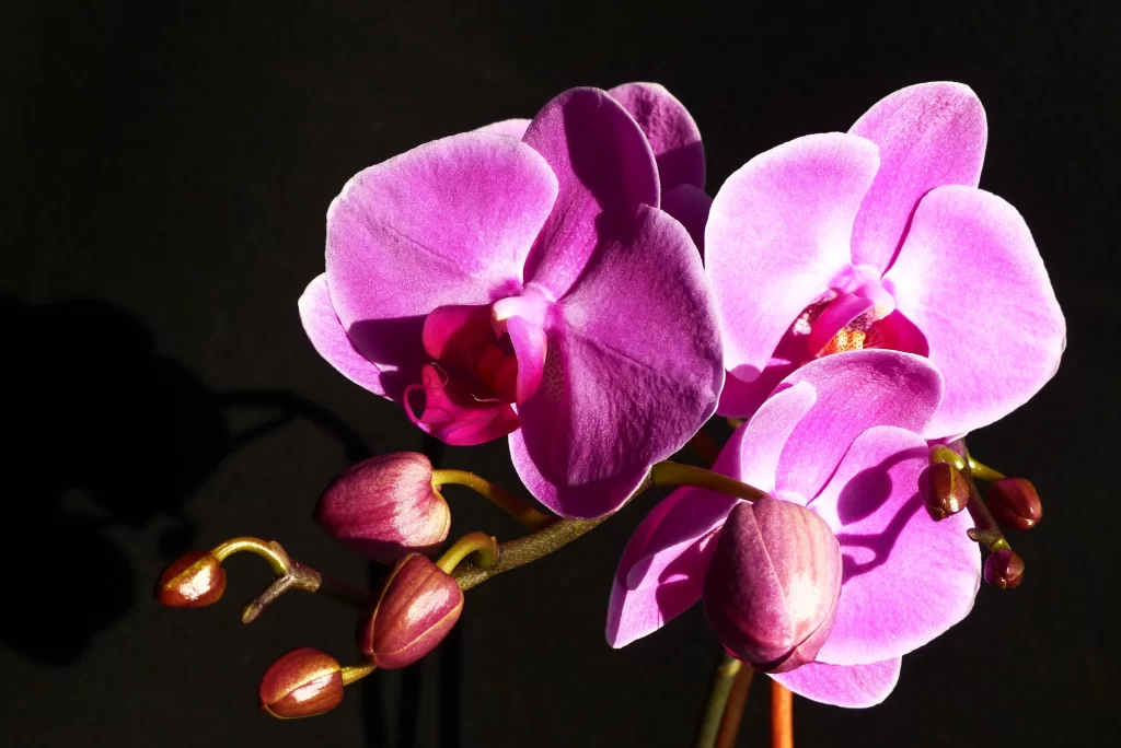 Purple Orchid Blooming Petals Bud