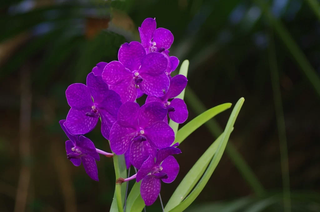 Purple Orchid Blooms Petals Dappled Green