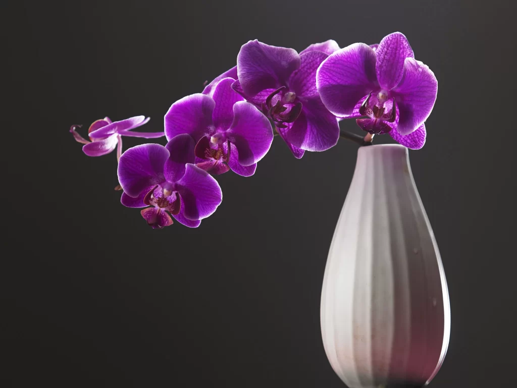 Purple Orchid Blooms Petals Vase