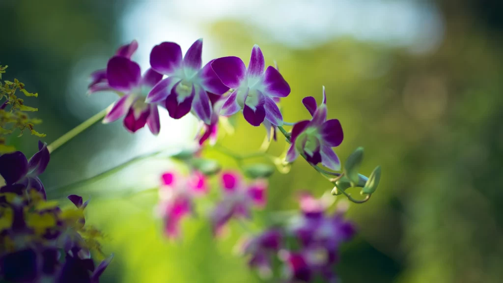 Purple Orchid Blooms Petals Greenery