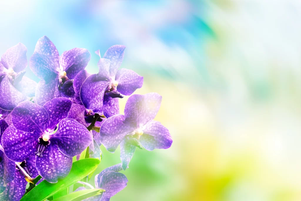 Purple Orchid Blooms Petals Speckled Green