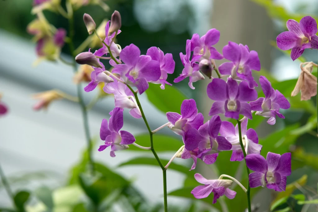 Purple Orchid Blooms Petals Vibrant Greenery